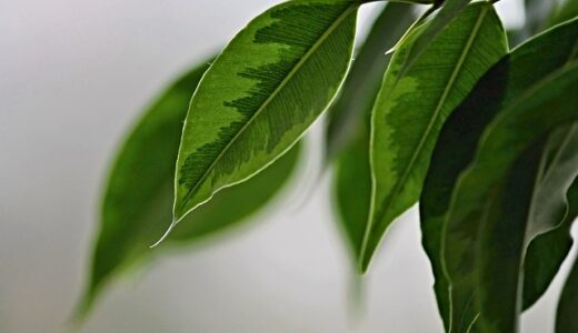 仮説：ベンジャミンの新芽のタイミングは人間のメンタルと同期している。